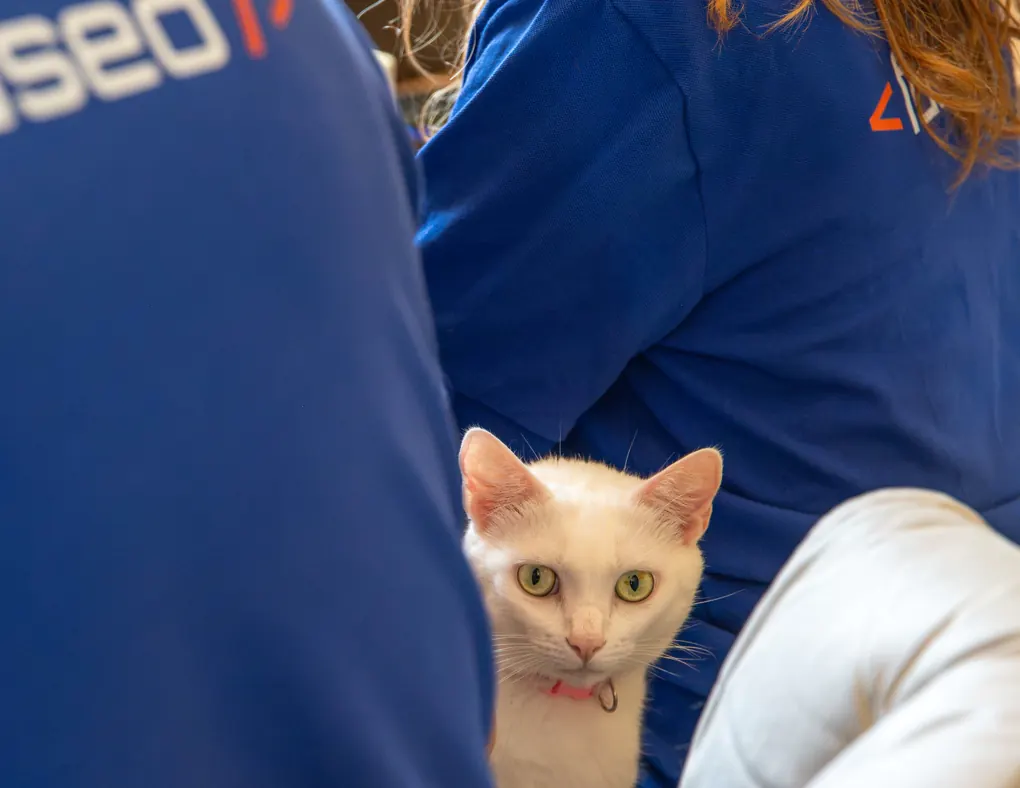 Perle, chatte blanche aux yeux verts, mascotte de FDSEO